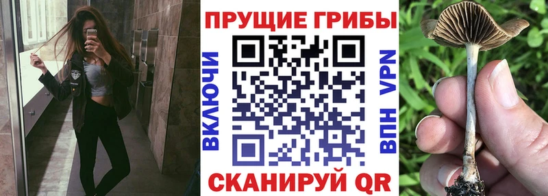 даркнет сайт  МЕГА как зайти  Галлюциногенные грибы прущие грибы  Боготол 